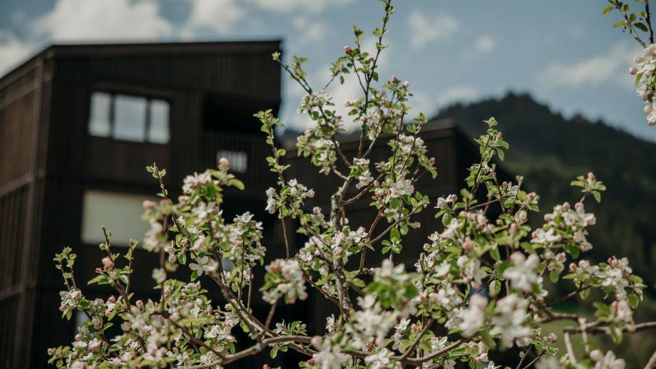 Der magische Apfelbaum am Moar Gut Symbolfoto